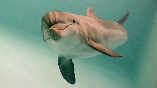 <br />
Туристам запретили купаться с дельфинами<br />
